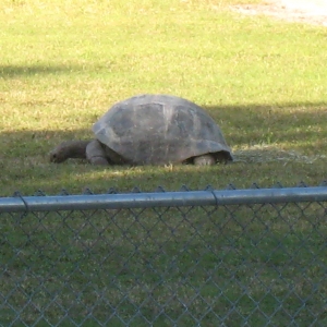 MISC. ALDABRA PICTURES // 11-20-2014