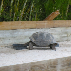 MISC. ALDABRA PICTURES // 11-20-2014