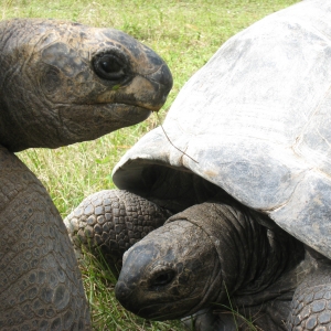 MISC. ALDABRA PICTURES // 11-20-2014