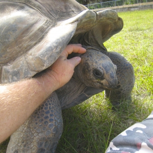 MISC. ALDABRA PICTURES // 11-20-2014