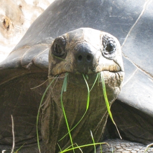 MISC. ALDABRA PICTURES // 11-20-2014