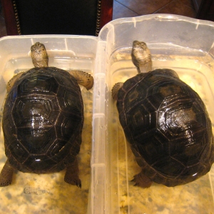 YEARLING ALDABRS TORTOISES // CB-USA