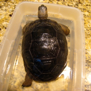 YEARLING ALDABRS TORTOISES // CB-USA