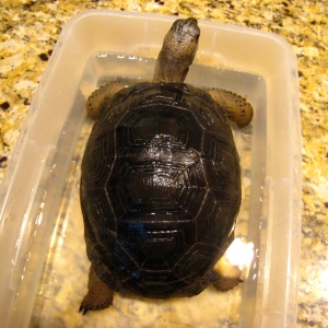 YEARLING ALDABRS TORTOISES // CB-USA