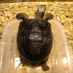 YEARLING ALDABRS TORTOISES // CB-USA