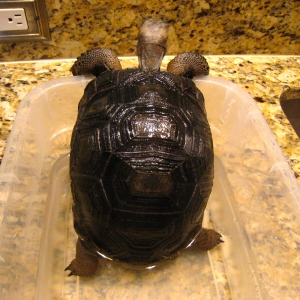 YEARLING ALDABRS TORTOISES // CB-USA