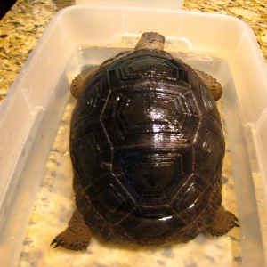 YEARLING ALDABRS TORTOISES // CB-USA