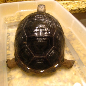 YEARLING ALDABRS TORTOISES // CB-USA