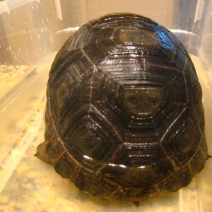 YEARLING ALDABRS TORTOISES // CB-USA