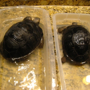 YEARLING ALDABRA TORTOISES // CB-UAS