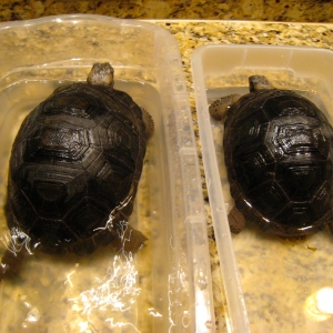 YEARLING ALDABRA TORTOISES // CB-UAS