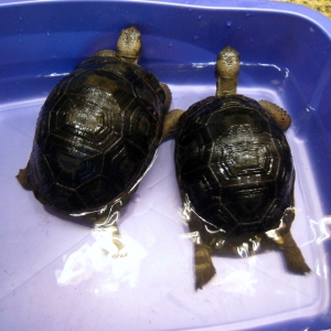 YEARLING ALDABRA TORTOISES // CB-USA