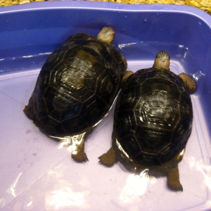 YEARLING ALDABRA TORTOISES // CB-USA