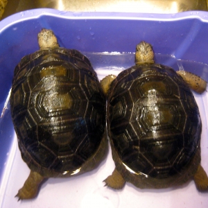 YEARLING ALDABRA TORTOISES // CB-USA