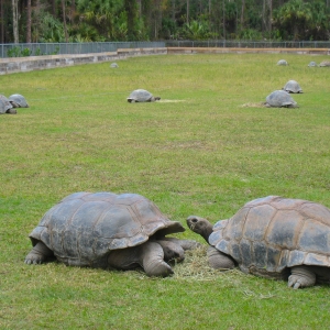 ALDABRA BREEDING PROGRAM // USA