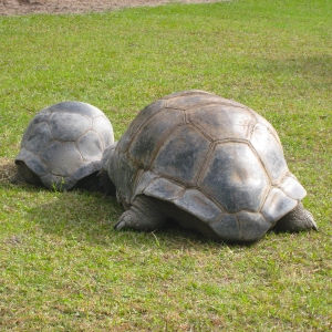 MATURE ALDABRA TORTOISES // USA