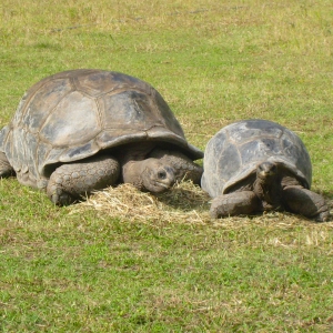 MATURE ALDABRA TORTOISES // USA