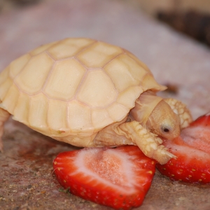 IT-1 ENJOYS A STRAWBERRY (OR TWO)