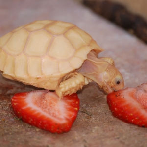 IT-1 ENJOYS A STRAWBERRY (OR TWO)