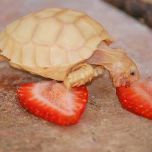 IT-1 ENJOYS A STRAWBERRY (OR TWO)