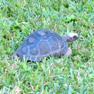 EVEN MONTH OLD FEMALE ALDABRA // CB-USA