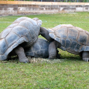 ALDABRA MATING EVENT // ALFA, DIVA & HOMER