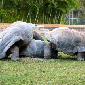 ALDABRA MATING EVENT // ALFA, DIVA & HOMER