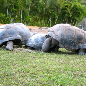 ALDABRA MATING EVENT // ALFA, DIVA & HOMER