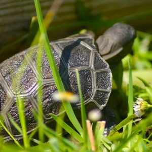 ALDABRA HATCHLING // CB-USA