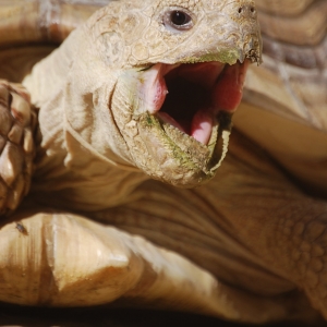 Early morning yawn...MONSTRO!