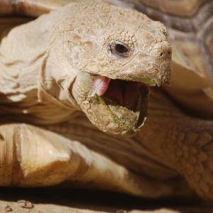 Early morning yawn...MONSTRO!