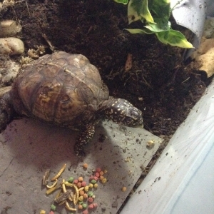 Breakfast (eastern box turtle)