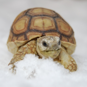 JIMMY'S FIRST SNOW!