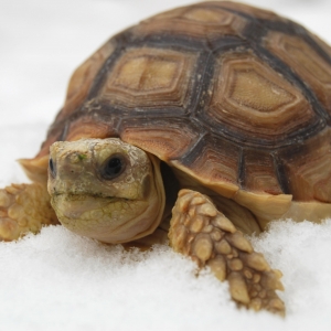 MONSTRO'S FIRST SNOW!