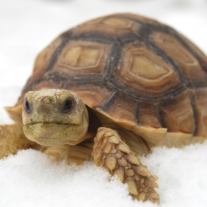 MONSTRO'S FIRST SNOW!