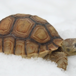 MONSTRO'S FIRST SNOW!