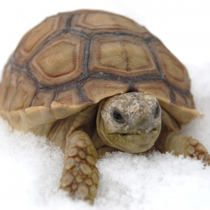 MONSTRO'S FIRST SNOW!