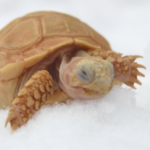 SNOWFLAKE'S FIRST SNOW!