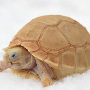 SNOWFLAKE'S FIRST SNOW!