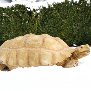 ALADAR IN THE SNOW!