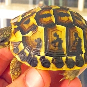 STUNNING TORTOISE