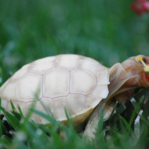 ITs encounter hibiscus on one of their first extended outings!