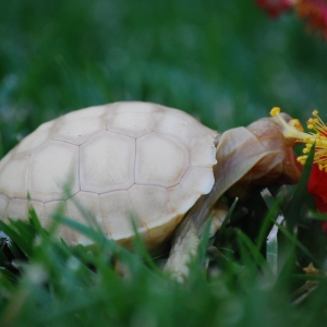 ITs encounter hibiscus on one of their first extended outings!