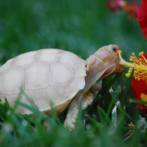 ITs encounter hibiscus on one of their first extended outings!