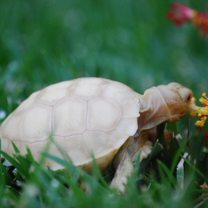 ITs encounter hibiscus on one of their first extended outings!