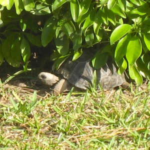 YEARLING ALDABRA TORTOISES // 12-01-2014