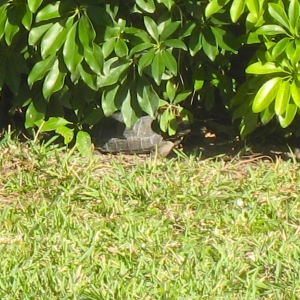 YEARLING ALDABRA TORTOISES // 12-01-2014