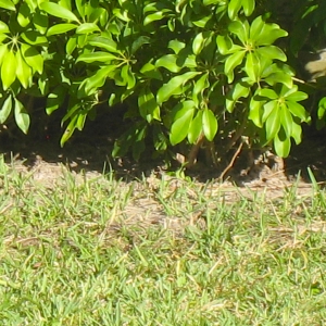 YEARLING ALDABRA TORTOISES // 12-01-2014