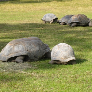 MATURE ALDABRA TORTOISES // 12-02-2014