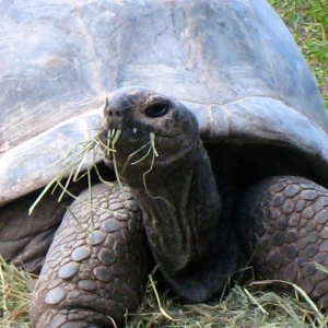 DIVA EATING HAY // 12-01-2014